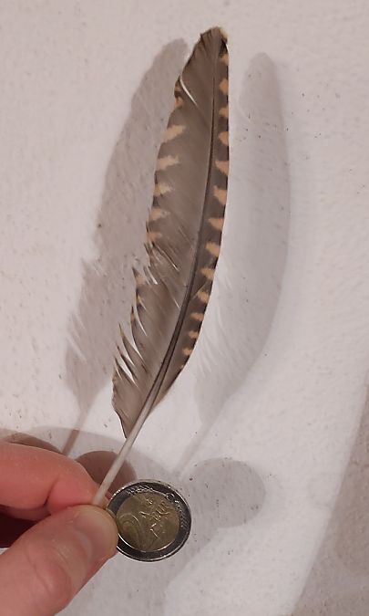 Gheppio  - Alessandro Mazzoni