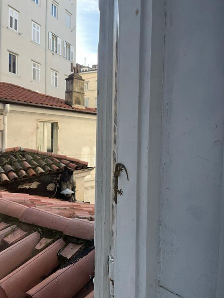 Geco comune  - Tiziano Fiorenza (FVG)