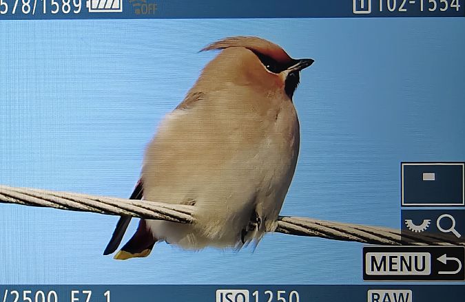 Seidenschwanz  - Ryszard Dworak