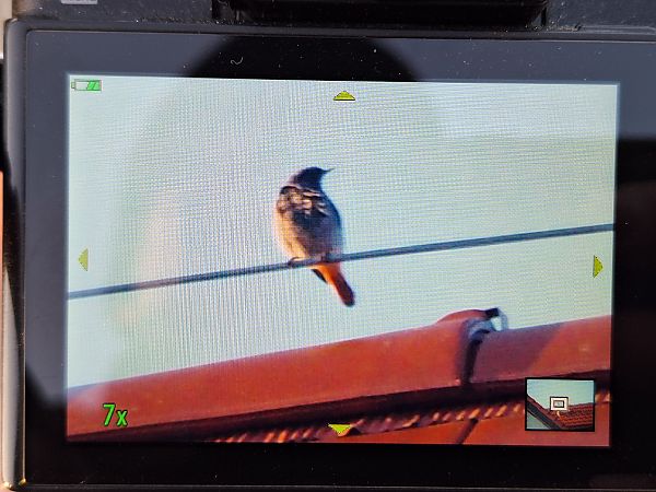 Hausrotschwanz  - Bartosz Zwoliński