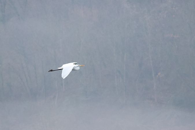Airone bianco  - Adelfina Aldrovandi