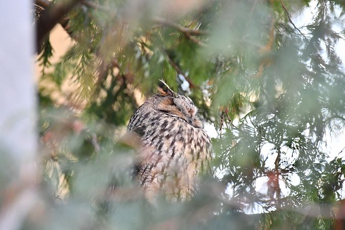 Waldohreule  - Paweł Zaniecki