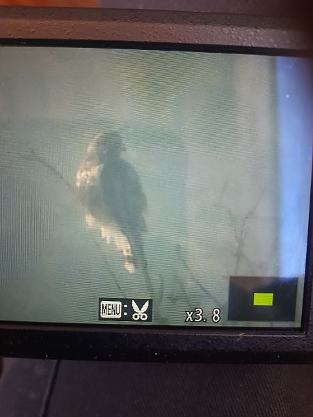 myszołów włochaty  - Łukasz Krawczyk