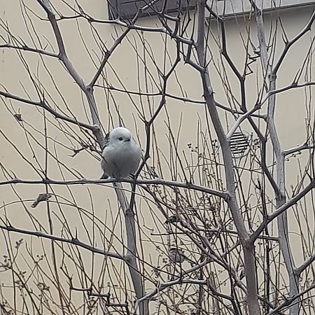 Codibugnolo testabianca  - Davide Aldi