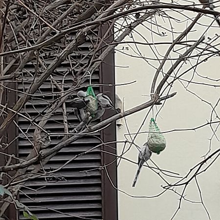 Codibugnolo testabianca  - Davide Aldi