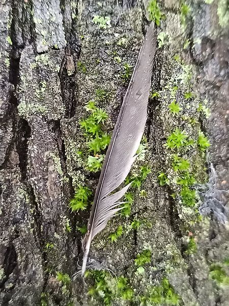 Capinera  - Claudio Danesi