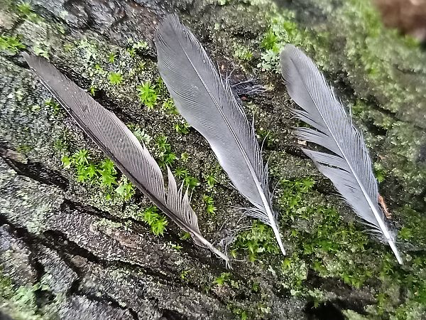 Capinera  - Claudio Danesi