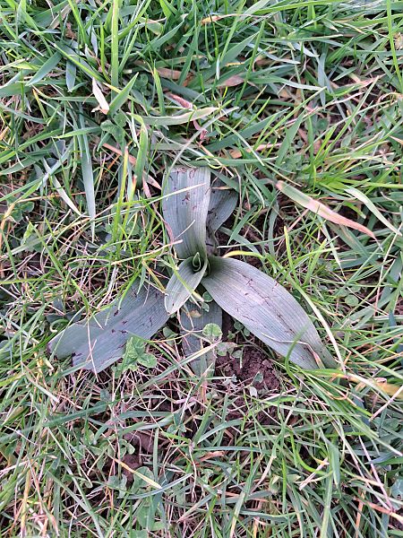 Ophrys apifera  - Tony Gaudry