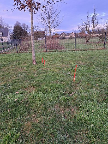 Ophrys apifera  - Tony Gaudry