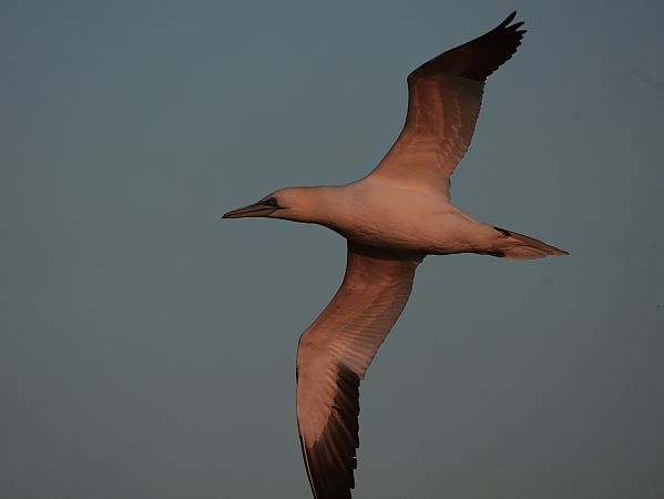 głuptak  - Marcin Sołowiej