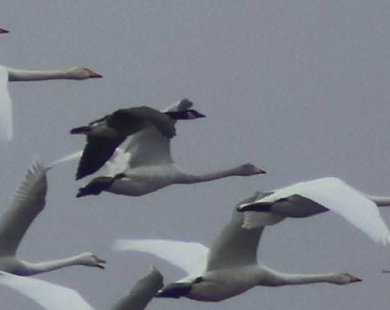 bernikla kanadyjska  - Oliwia Rydzanicz