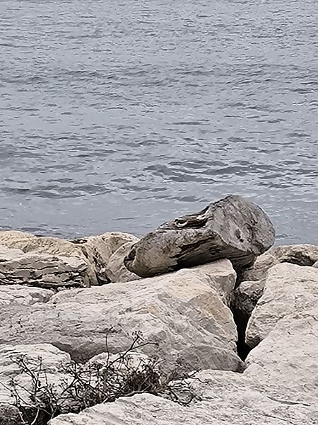 Piro-piro piccolo  - Ruggero Maria Savarese