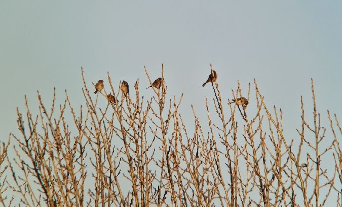 rzepołuch  - Samuel Odrzykoski