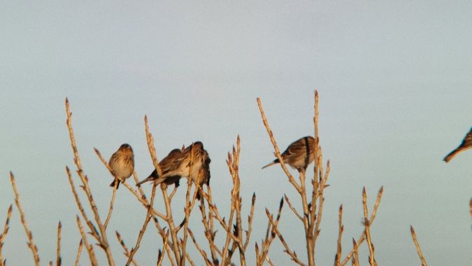 Berghänfling  - Samuel Odrzykoski