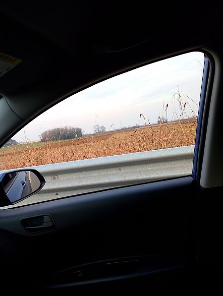 Corvo comune  - Gabriele Papale