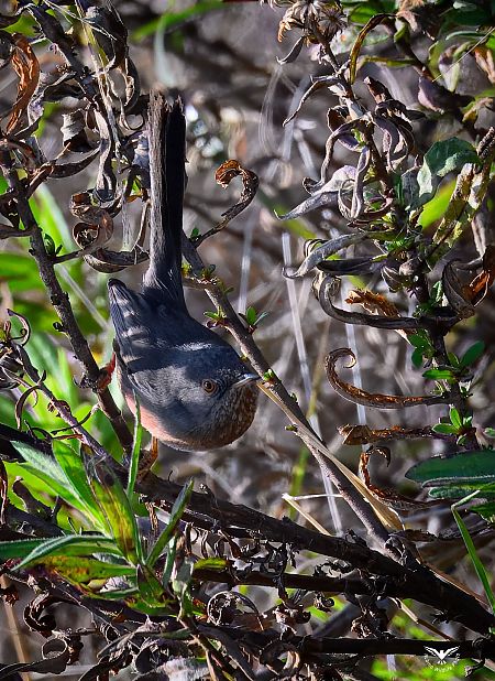 Magnanina  - Anonimo