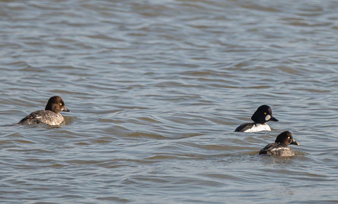 Quattrocchi  - Mauro Fenati