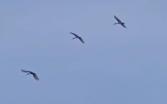 Ibis sacré  - Gianluca Congi