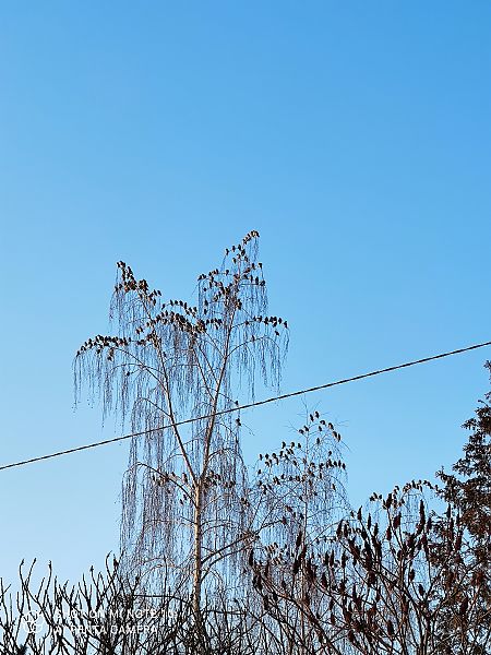 jemiołuszka  - Michał Kowalczuk