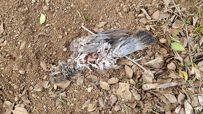 Piccione domestico  - Paolo Pietrobon (FVG)