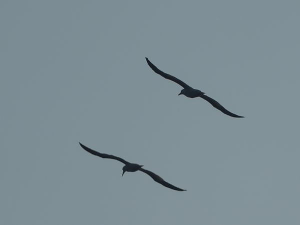 głuptak  - Marcin Sołowiej