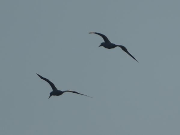 głuptak  - Marcin Sołowiej