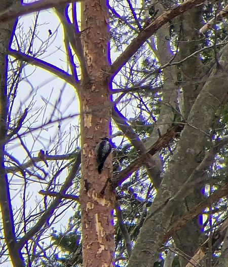 dzięcioł trójpalczasty  - Paweł Borys