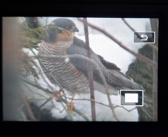 krogulec  - Tomasz Doroń