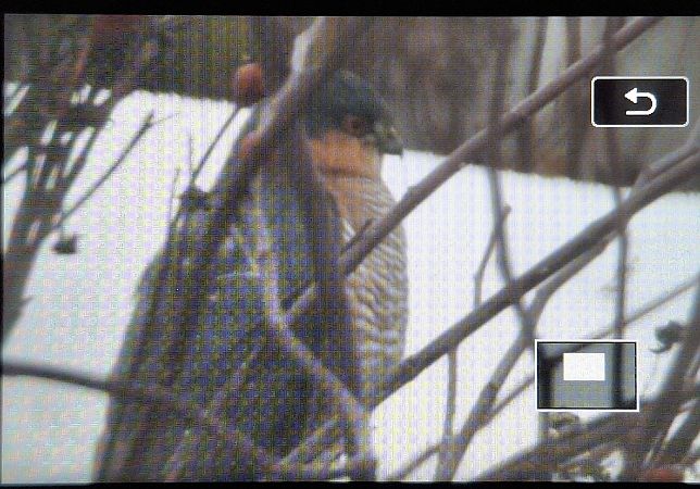 Epervier d'Europe  - Tomasz Doroń