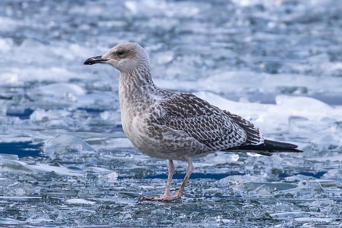 Goéland argenté  - Viehböck Helga