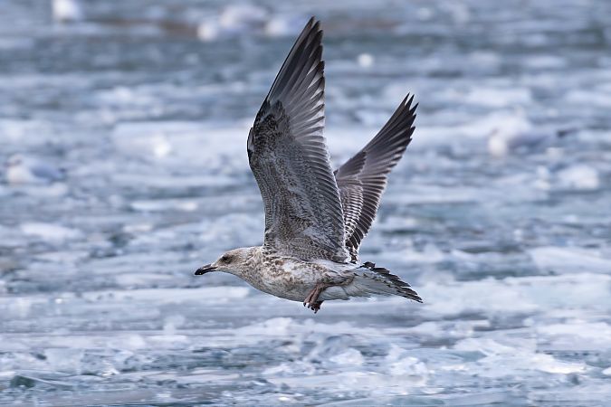 Goéland argenté  - Viehböck Helga