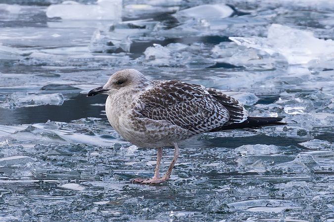 Goéland argenté  - Viehböck Helga