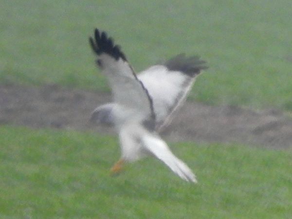 Albanella reale  - Massimo Tassinari