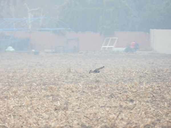 myszołów włochaty 