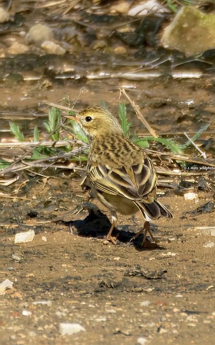 Titella  - Jose Molis