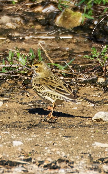 Titella  - Jose Molis