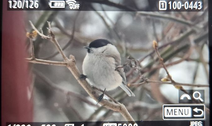 sikora uboga  - Tomasz Doroń