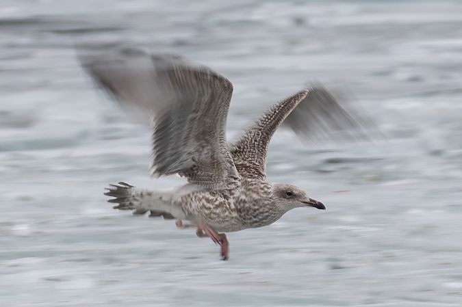 Goéland argenté  - Viehböck Helga