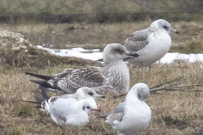 Goéland argenté  - Viehböck Helga
