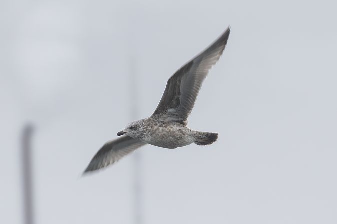 Goéland argenté  - Viehböck Helga