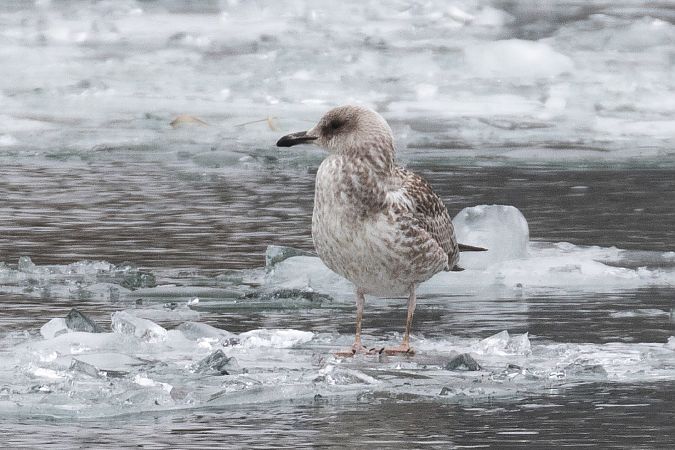 Goéland argenté  - Viehböck Helga