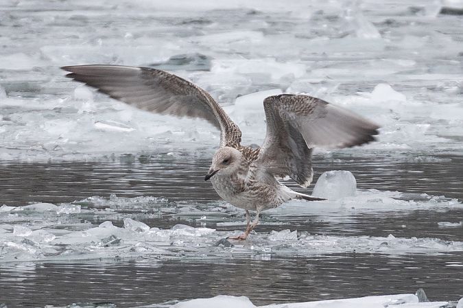 Goéland argenté  - Viehböck Helga