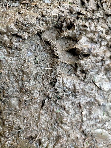 Toixó, teixó  - Jordi Ponce