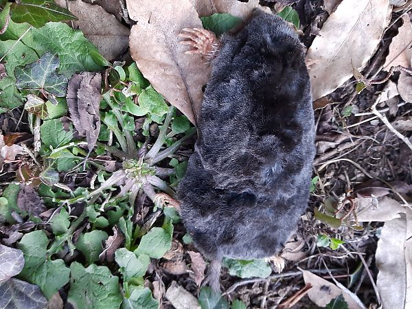 Taupe d'Europe  - Valter Simonitti