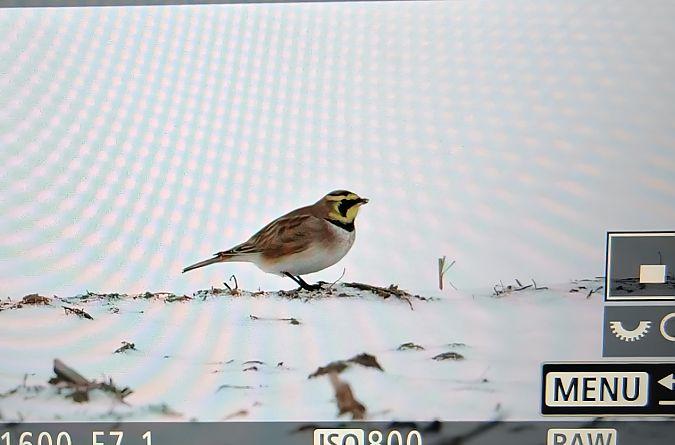 górniczek  - Ryszard Dworak