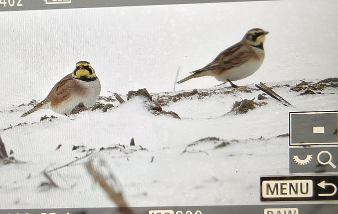 górniczek  - Ryszard Dworak