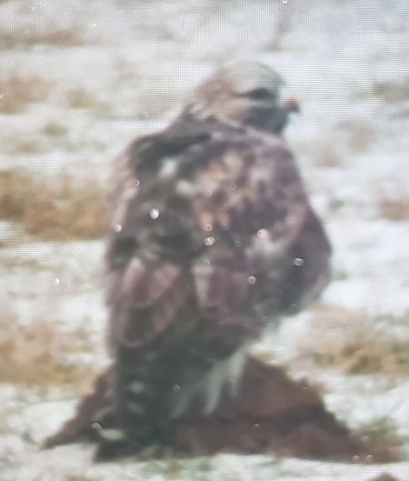 myszołów włochaty  - Tomek Królak