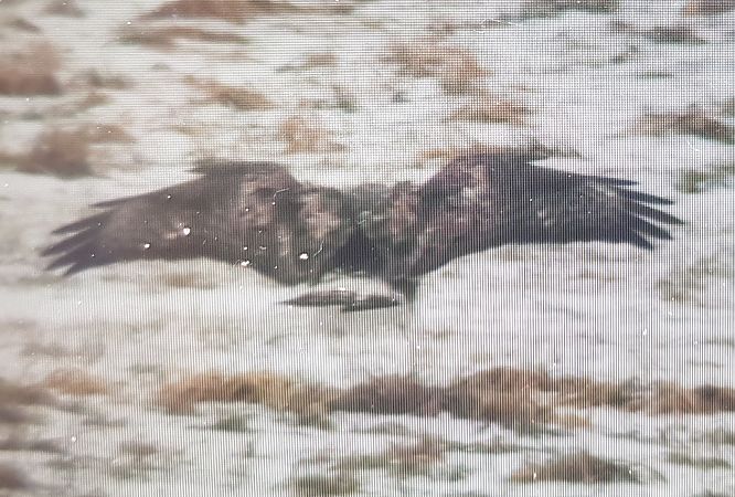 Raufussbussard  - Tomek Królak