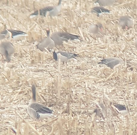 bernikla białolica  - Tomek Królak