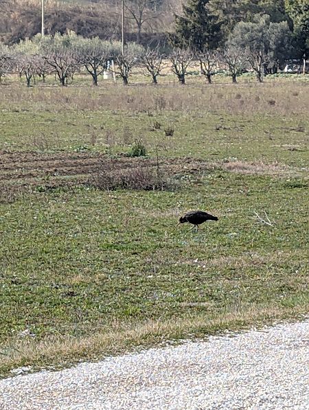 Ibis eremita  - Fabrizio Franconi